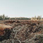 Cropped 20 May 2026: Deforestation roadmap | Melanesian Ocean Summit | Returning pet parrots to the wild
