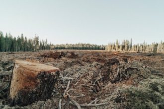 Cropped 20 May 2026: Deforestation roadmap | Melanesian Ocean Summit | Returning pet parrots to the wild