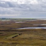 The overlooked ecosystems that hold massive carbon stores