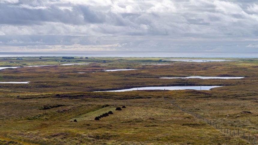 The overlooked ecosystems that hold massive carbon stores