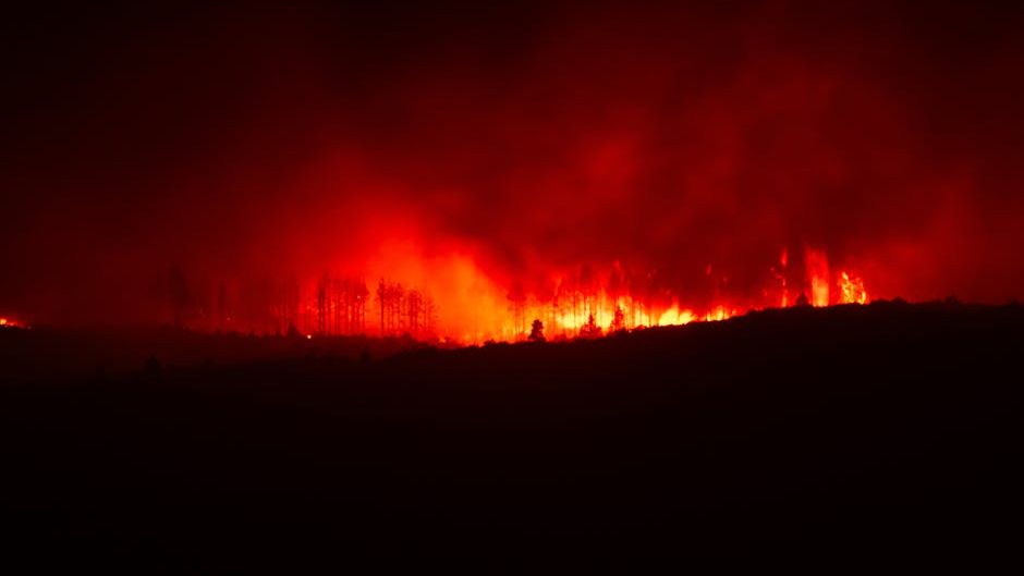 Fire in the ‘Galapagos of North America’ Risks Species Found Nowhere Else