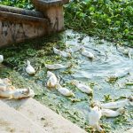 30K gallons of nasty sewage waste accidentally unloaded in Long Island waterway