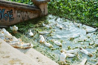 30K gallons of nasty sewage waste accidentally unloaded in Long Island waterway