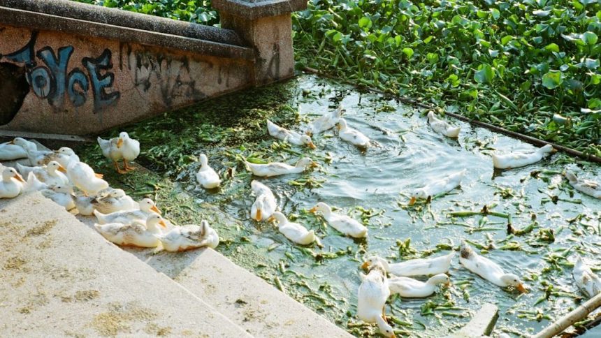30K gallons of nasty sewage waste accidentally unloaded in Long Island waterway