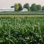 Climate change could make picking tobacco even more dangerous