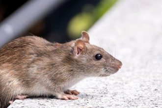 The Rodent Virus Spillover Study From UC Davis Is the Clearest Evidence Yet That Climate Change Is a Direct, Measurable Public Health Threat to Americans