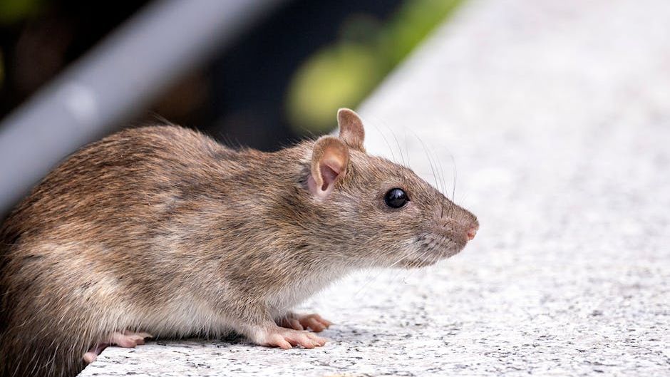The Rodent Virus Spillover Study From UC Davis Is the Clearest Evidence Yet That Climate Change Is a Direct, Measurable Public Health Threat to Americans
