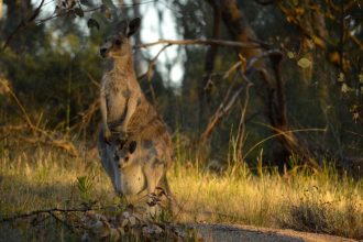 Australia’s nature is in trouble.