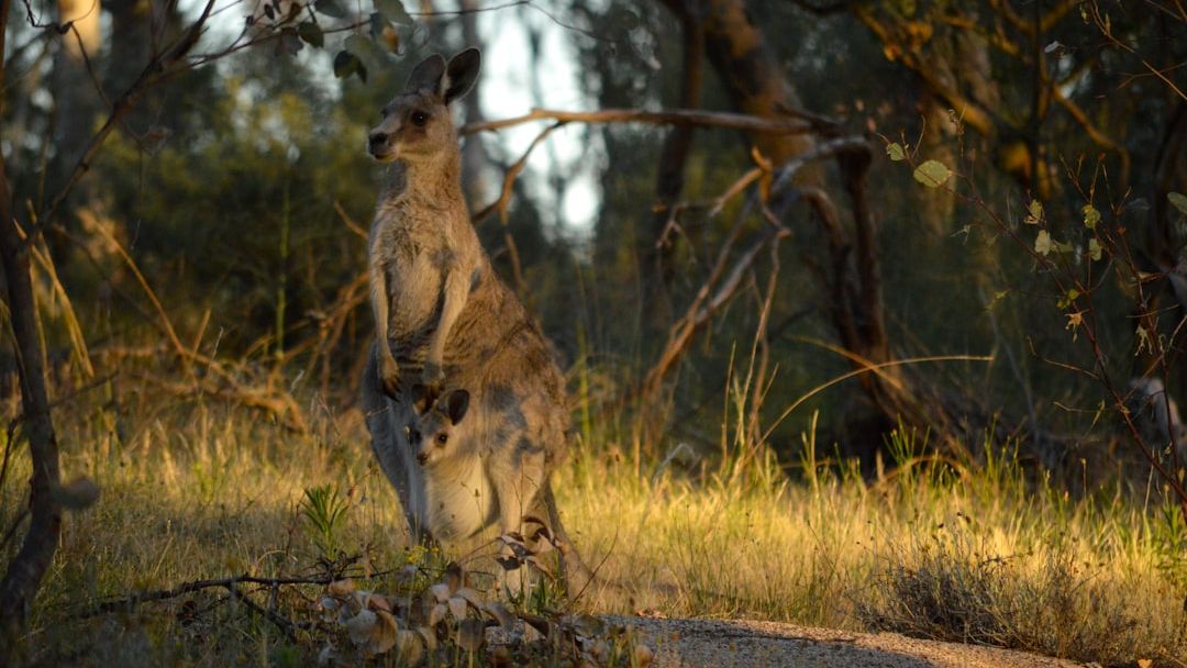 Australia’s nature is in trouble.