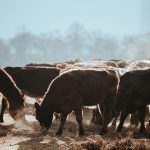 Top Climate Scientists Accuse the Livestock Industry of Pushing Fuzzy Math to Downplay its Climate Warming Emissions