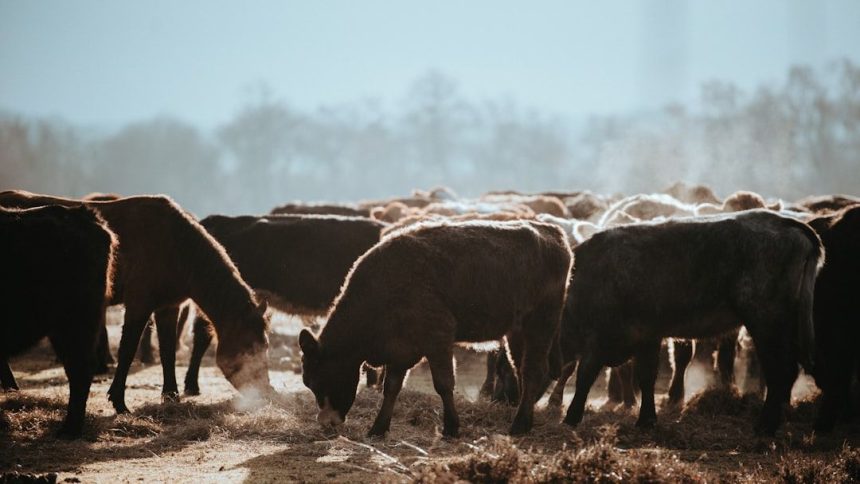 Top Climate Scientists Accuse the Livestock Industry of Pushing Fuzzy Math to Downplay its Climate Warming Emissions