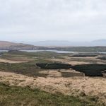 The overlooked ecosystems that hold massive carbon stores