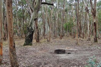 Prescribed Burns and Forest Thinning Averted Millions of Tons of Emissions and Billions in Damages