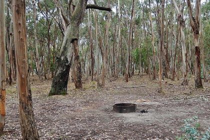 Prescribed Burns and Forest Thinning Averted Millions of Tons of Emissions and Billions in Damages
