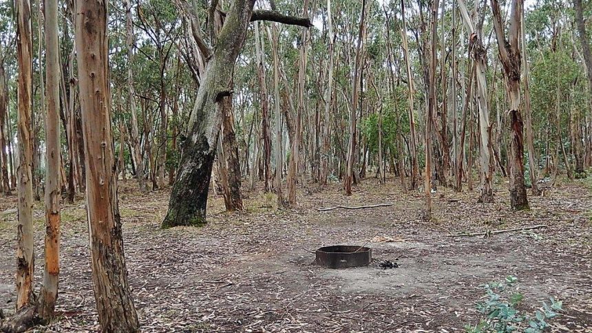 Prescribed Burns and Forest Thinning Averted Millions of Tons of Emissions and Billions in Damages