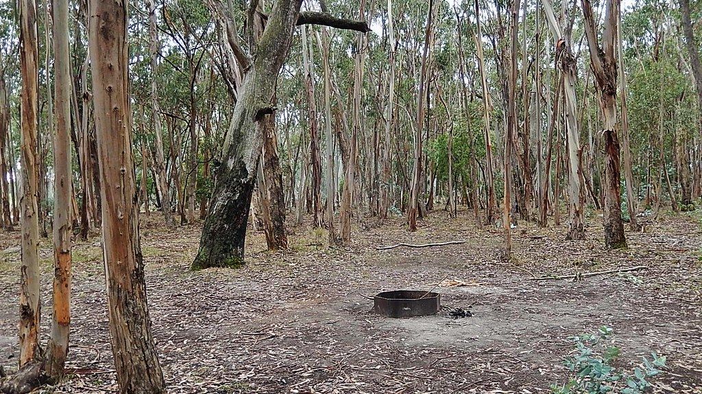 Prescribed Burns and Forest Thinning Averted Millions of Tons of Emissions and Billions in Damages