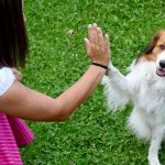 Why Dogs Put Their Paws On You, According To Pet Experts