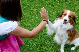Why Dogs Put Their Paws On You, According To Pet Experts