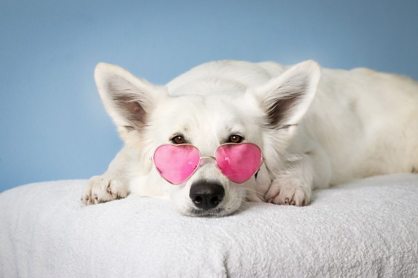 If Your Dog Does This One Specific Thing, Here's What Animal Behaviorists Say It Means