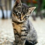 Why Cats Sleep on Their Owners: Warmth, Safety and Bonding, Veterinarians Explain