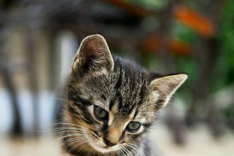 Why Cats Sleep on Their Owners: Warmth, Safety and Bonding, Veterinarians Explain