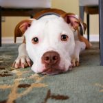 Tail Wagging and 7 Other Dog Behaviors Veterinarians Say Owners Commonly Misread