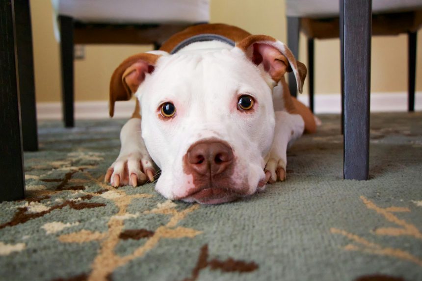 Tail Wagging and 7 Other Dog Behaviors Veterinarians Say Owners Commonly Misread