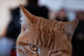 What a Cat's Slow Blink Means, According to Animal Behavior Researchers