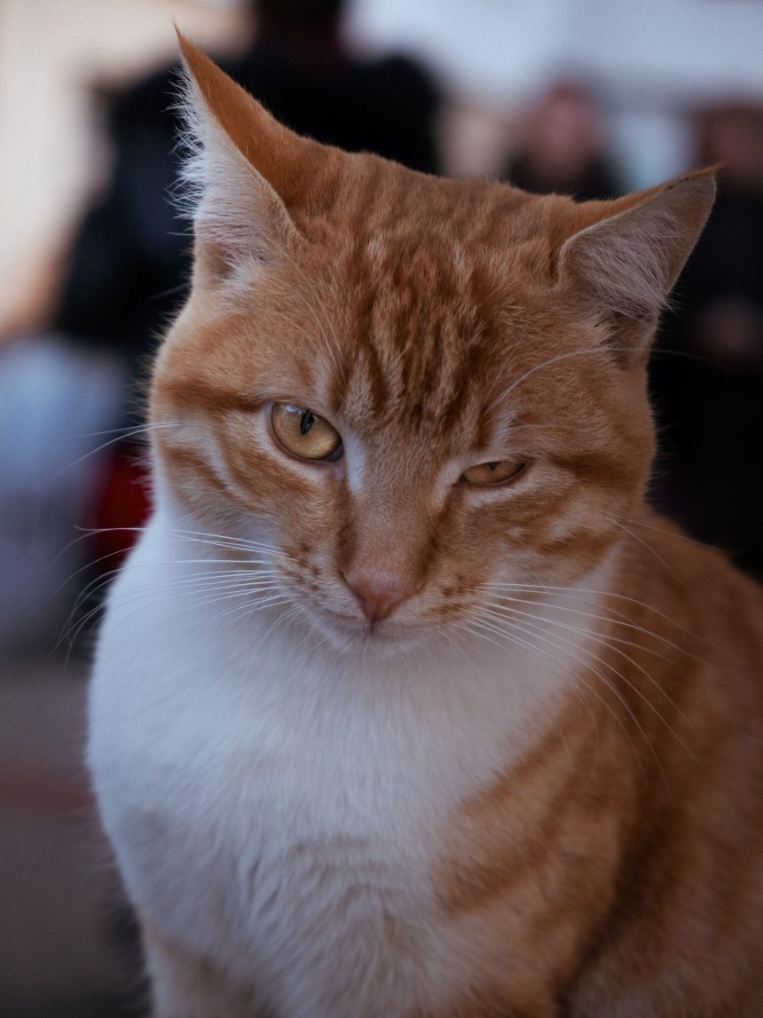 What a Cat's Slow Blink Means, According to Animal Behavior Researchers